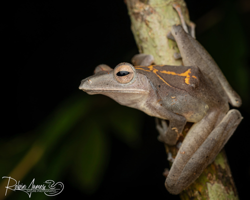 Collett's Tree Frog