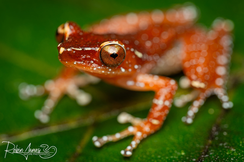 Peter's Tree Frog