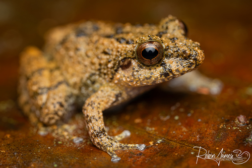 Balu Eastern Frog