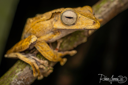 File-eared Tree Frog
