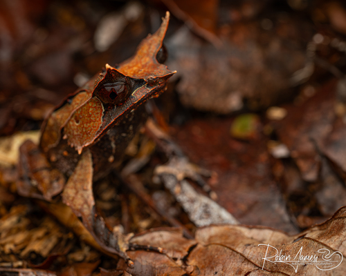 Long-nosed Horned Frog
