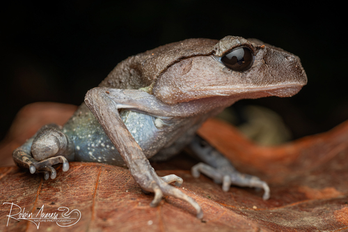 Lowland Litter Frog