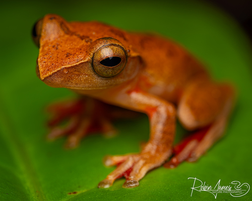 Malaysian Flying Frog