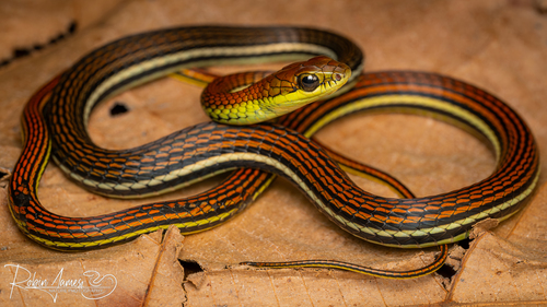 Striped Bronzeback