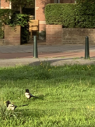 Eurasian Magpie