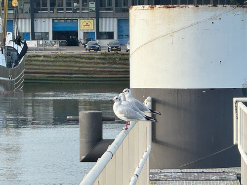 Black-headed Gull