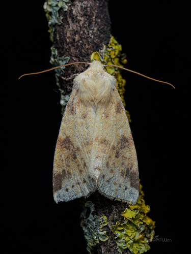 The Sallow
