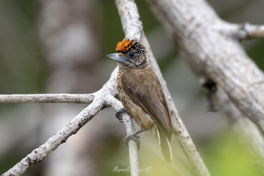 White-bellied Piculet photo