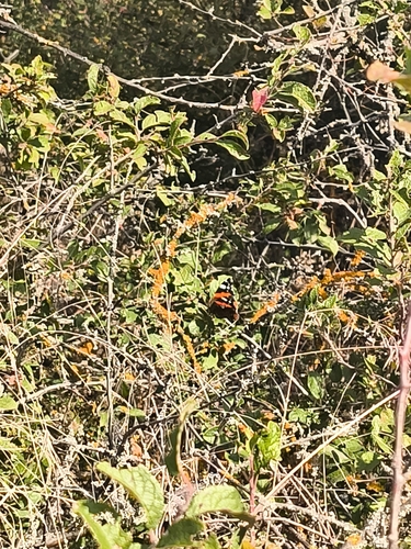 Red Admiral
