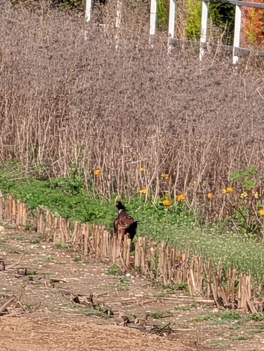Ring-necked Pheasant