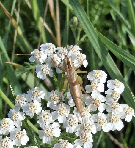 Long-winged Conehead