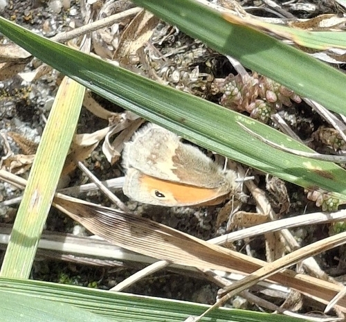 Small Heath