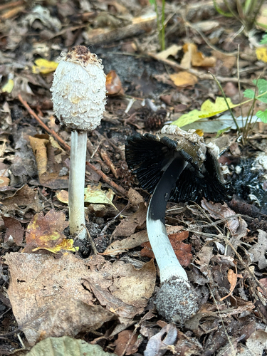 Shaggy Mane