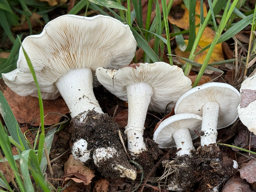 Tricholomella constricta