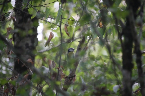 Eurasian Blue Tit