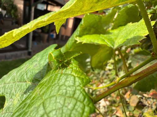 Buffalo Treehopper