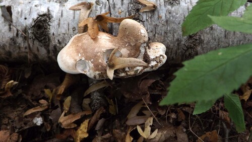 birch polypore