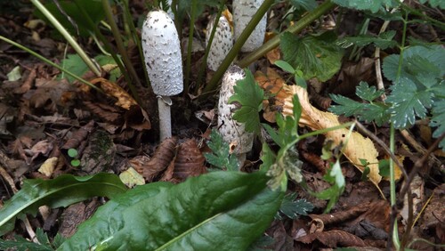 Shaggy Mane