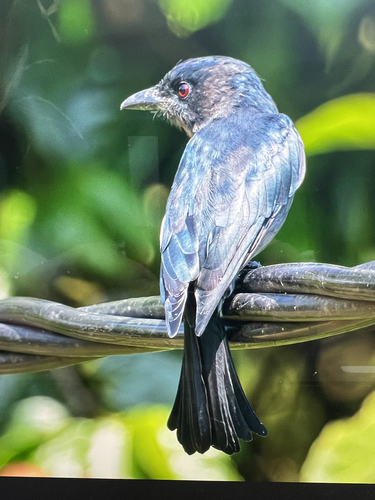 White-bellied Drongo