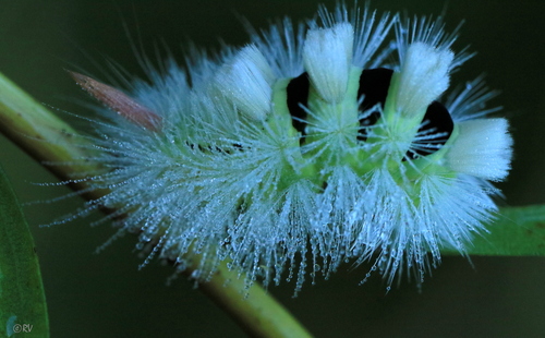 Pale Tussock Moth