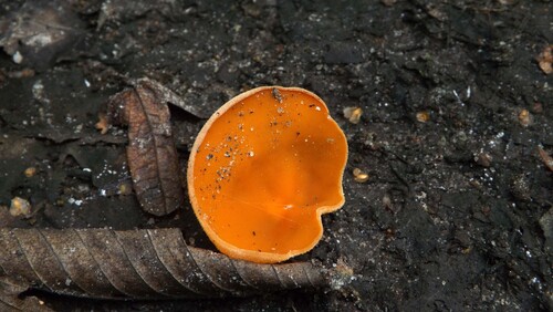 orange peel fungus