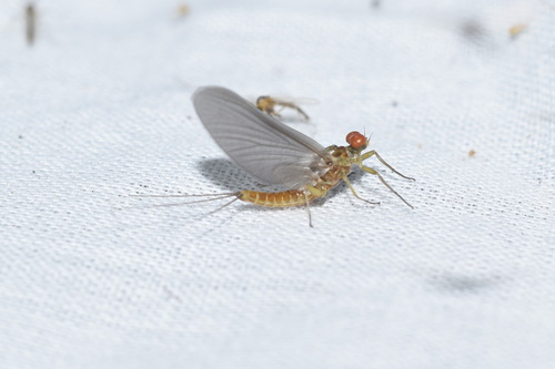 Blue-winged Olive