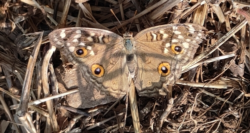 Lemon Pansy