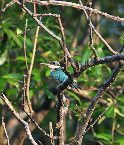 Collared Kingfisher