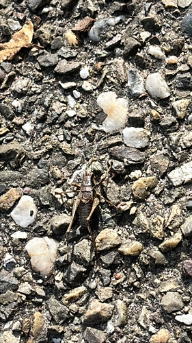 Dark Bush-cricket