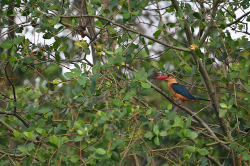 Stork-billed Kingfisher