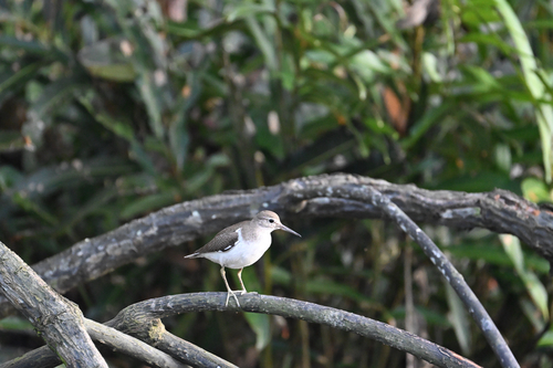 Common Sandpiper