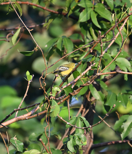 Common Iora