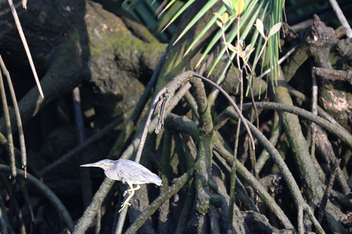 Little Heron