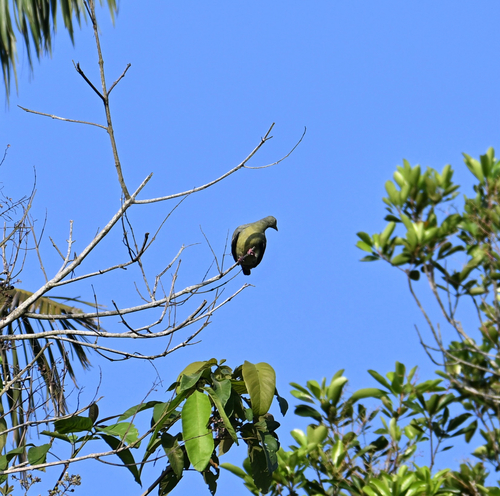 Pink-necked Green-Pigeon