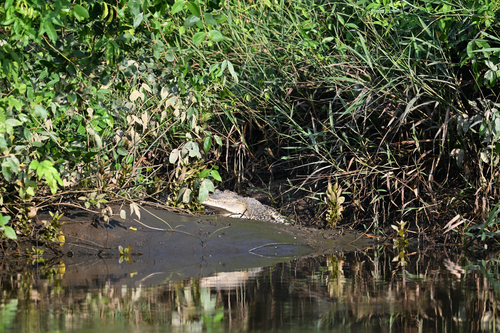 Saltwater Crocodile