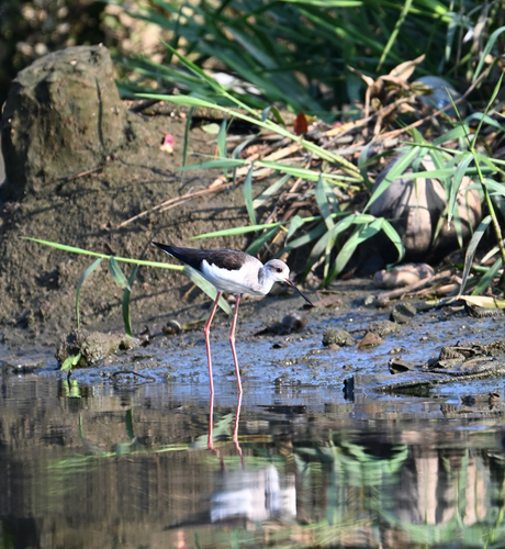 Black-winged Stilt