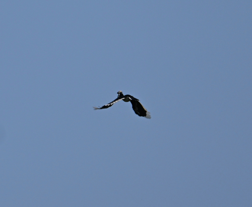 Oriental Pied Hornbill