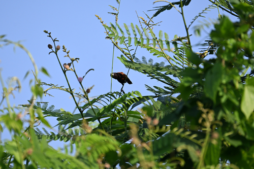 Chestnut Munia