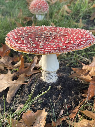 Fly Agaric