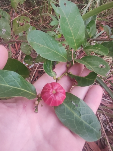 Glochidion littorale