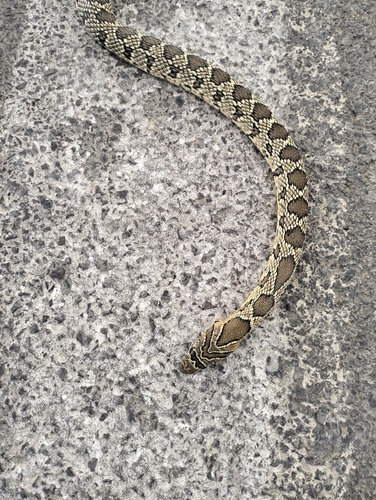 Horseshoe Whip Snake