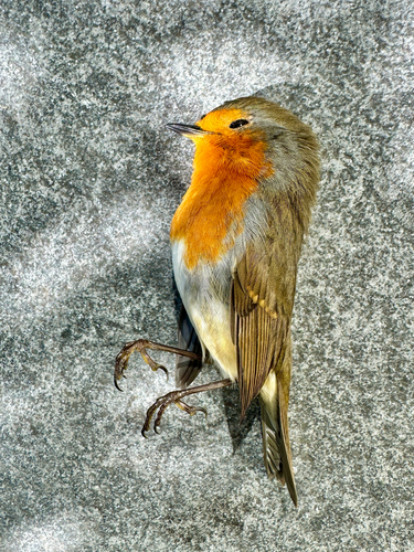 European Robin