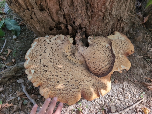 Dryad's Saddle