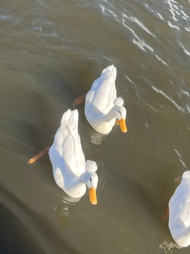 Domestic Mallard