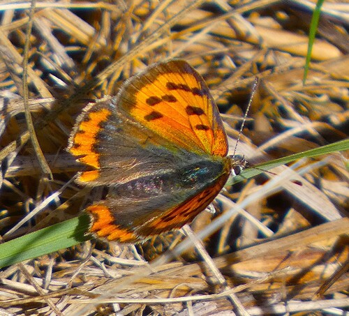 Small Copper