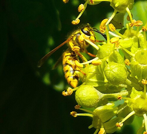 German Yellowjacket