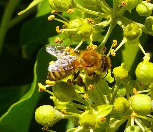 Western Honey Bee