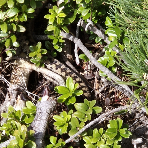 Adder