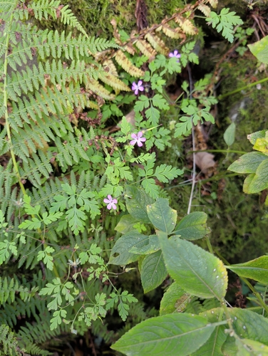 Herb Robert