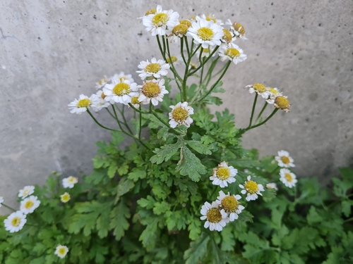 feverfew